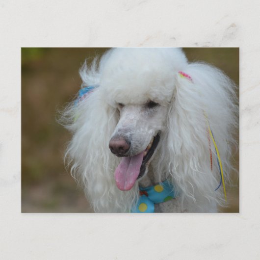 Dainty White Poodle Briefkaart (Voorkant)