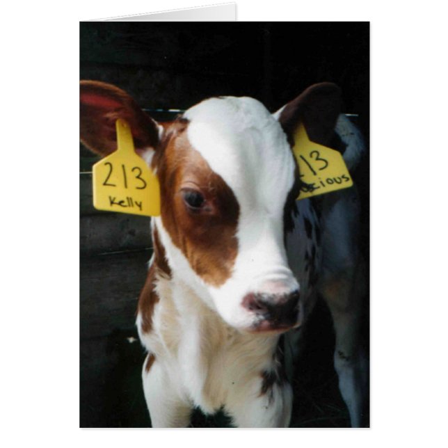 Dairy Calf Baby Cows Boerderij Kelly Foto (Voorkant)