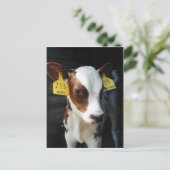 Dairy Calf Baby Cows Boerderij Kelly Foto Briefkaart (Staand voorkant)