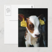 Dairy Calf Baby Cows Boerderij Kelly Foto Briefkaart (Voorkant / Achterkant)