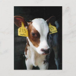 Dairy Calf Baby Cows Boerderij Kelly Foto Briefkaart