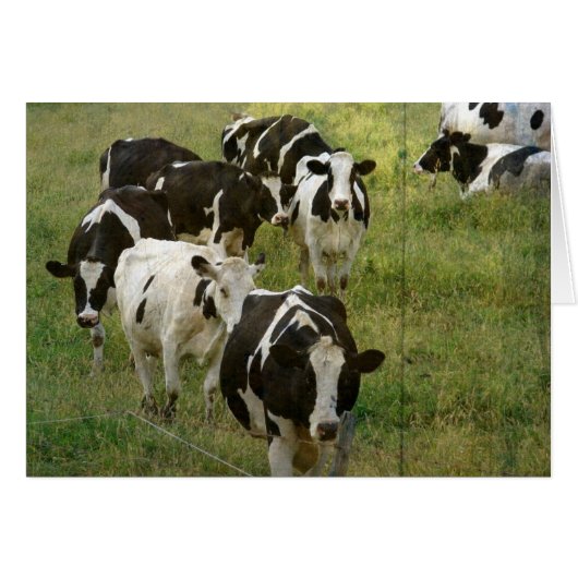 Dairy Cattle (Voorkant Horizontaal)