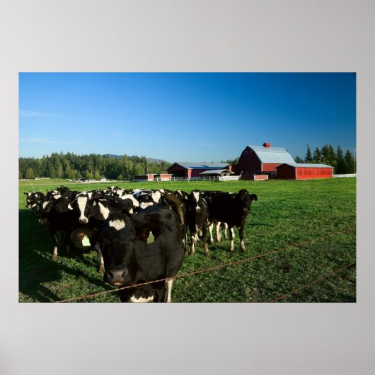 Dairy Cattle and Red Barn Print (Voorkant)