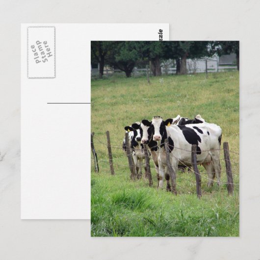 Dairy Cattle Briefkaart (Voorkant / Achterkant)