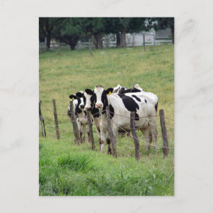 Dairy Cattle Briefkaart
