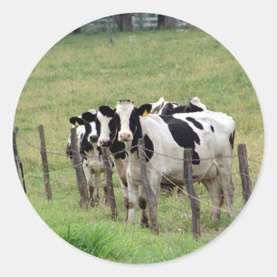 Dairy Cattle Ronde Sticker
