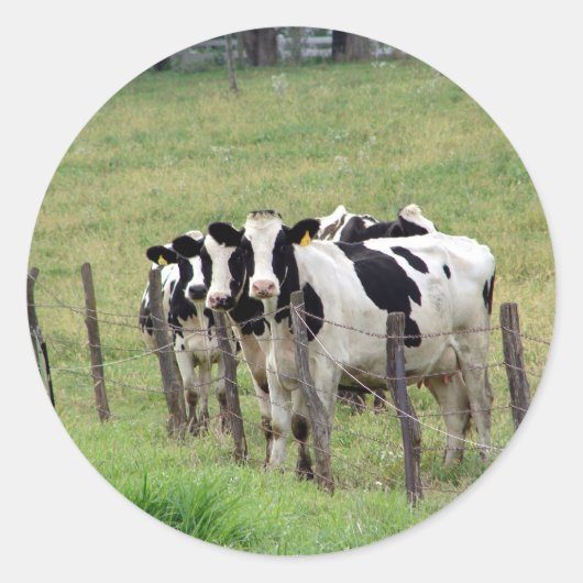 Dairy Cattle Ronde Sticker (Voorkant)