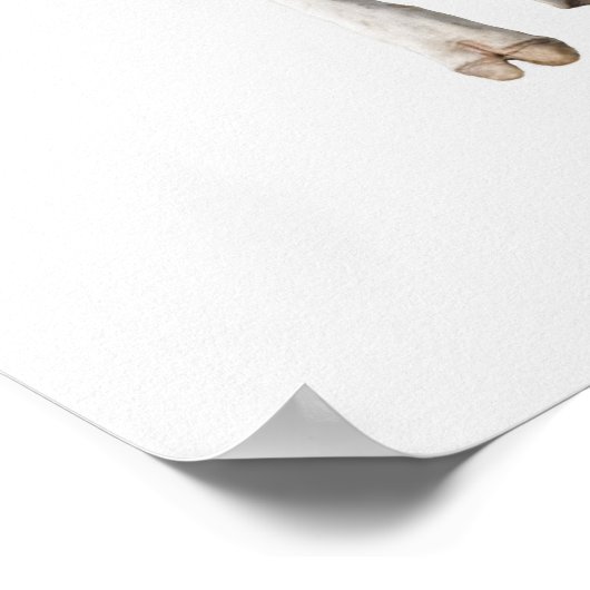 Dairy cow (Bos taurus) on white background Poster (Hoek)