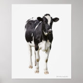 Dairy cow (Bos taurus) on white background Poster (Voorkant)
