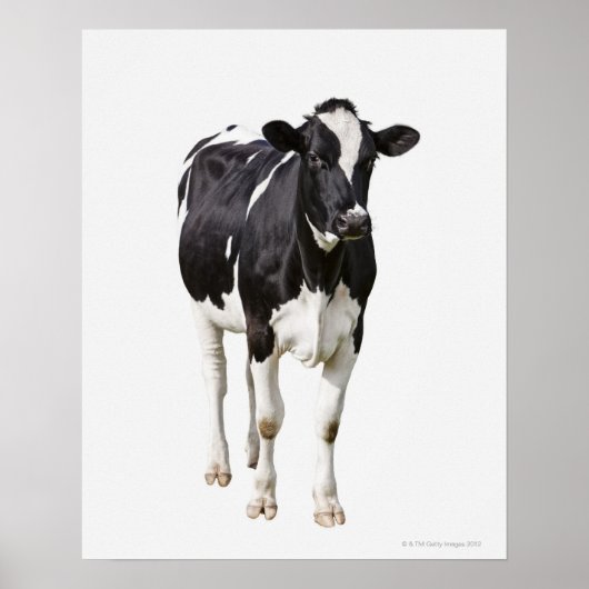 Dairy cow (Bos taurus) on white background Poster (Voorkant)