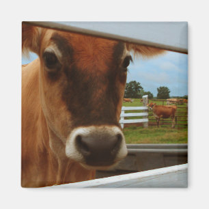 Dairy Cow Magnet