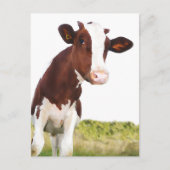 Dairy Cow - Painted Brown & White Holstein Briefkaart (Voorkant)