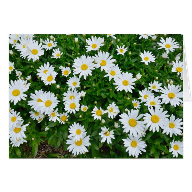 Daisies (Voorkant Horizontaal)