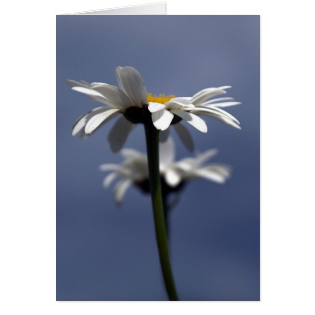 Daisies (Voorkant)