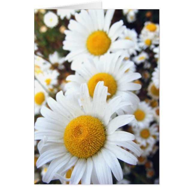 Daisies (Voorkant)