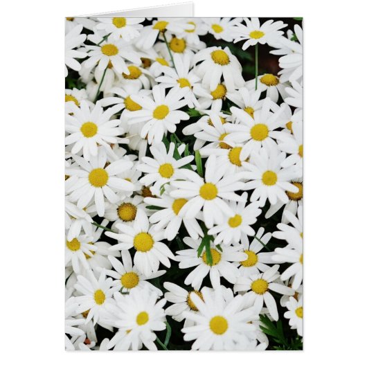 Daisies (Voorkant)