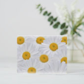 Daisies 6 briefkaart (Staand voorkant)