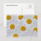 Daisies 6 briefkaart (Voorkant / Achterkant)