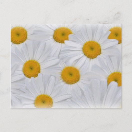 Daisies 6 briefkaart (Voorkant)