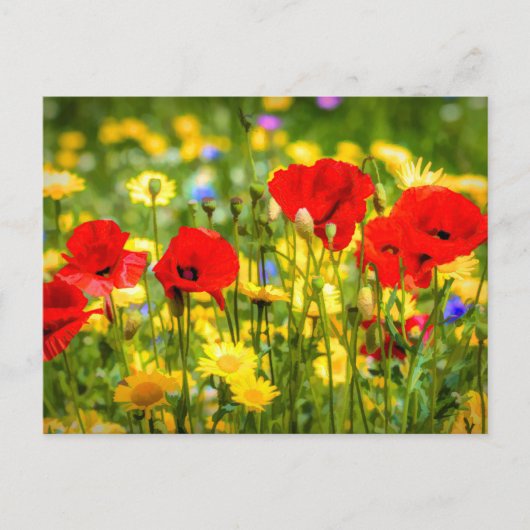 Daisies and Poppies Art Briefkaart (Voorkant)