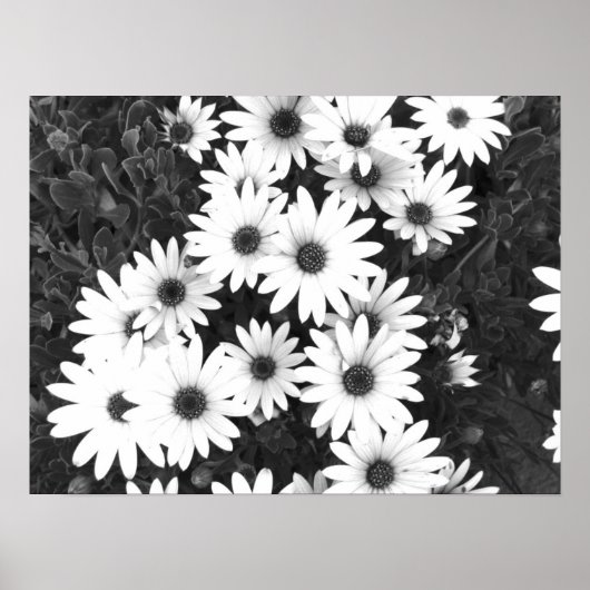 Daisies Black and White Print (Voorkant)