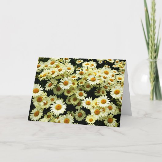 Daisies blanco wenskaart kaart (Voorkant)