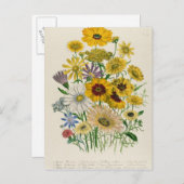 Daisies, bord 31 van 'De Dames' Briefkaart (Voorkant / Achterkant)