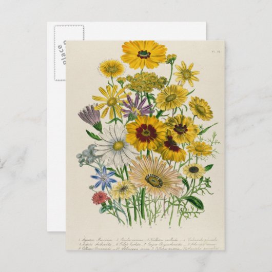 Daisies, bord 31 van 'De Dames' Briefkaart (Voorkant / Achterkant)