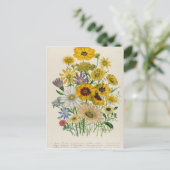 Daisies, bord 31 van 'De Dames' Briefkaart (Staand voorkant)
