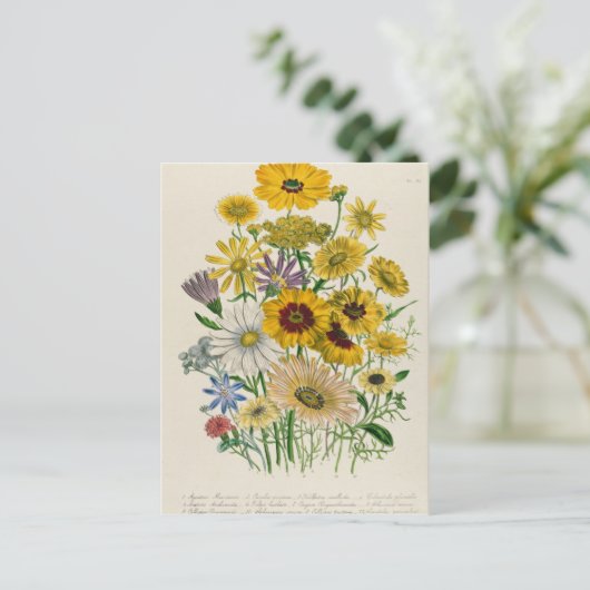 Daisies, bord 31 van 'De Dames' Briefkaart (Staand voorkant)