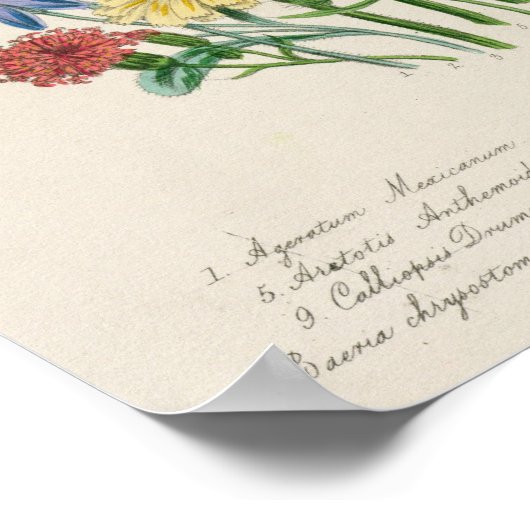 Daisies, bord 31 van 'De Dames' Poster (Hoek)