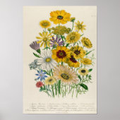 Daisies, bord 31 van 'De Dames' Poster (Voorkant)