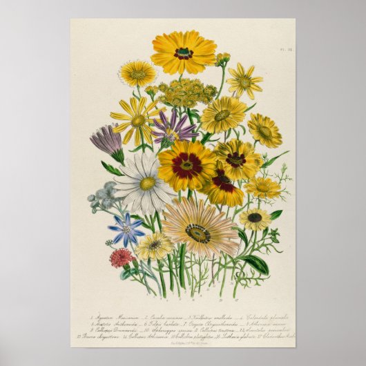 Daisies, bord 31 van 'De Dames' Poster (Voorkant)