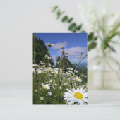 Daisies Briefkaart (Staand voorkant)