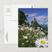 Daisies Briefkaart (Voorkant / Achterkant)