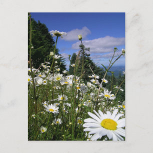 Daisies Briefkaart