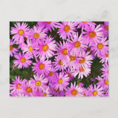 DAISIES BRIEFKAART (Voorkant)