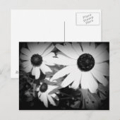 Daisies Briefkaart (Voorkant / Achterkant)