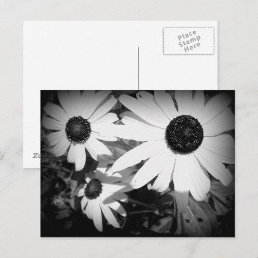 Daisies Briefkaart (Voorkant / Achterkant)