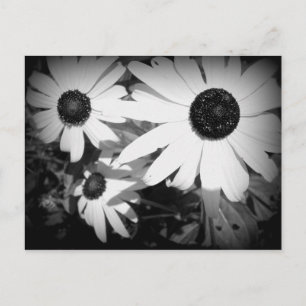 Daisies Briefkaart