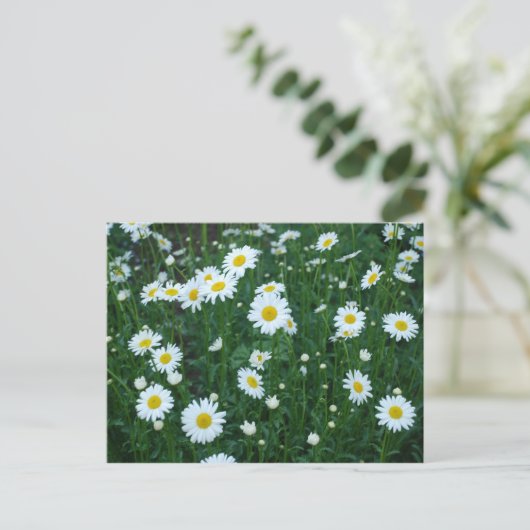 Daisies Briefkaart (Staand voorkant)
