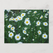 Daisies Briefkaart (Voorkant)