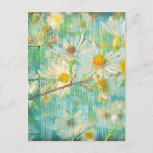 Daisies Briefkaart (Voorkant)