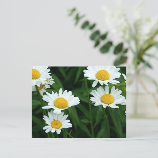Daisies Briefkaart (Staand voorkant)