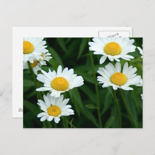 Daisies Briefkaart (Voorkant / Achterkant)