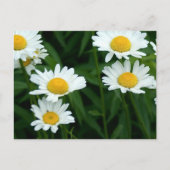 Daisies Briefkaart (Voorkant)
