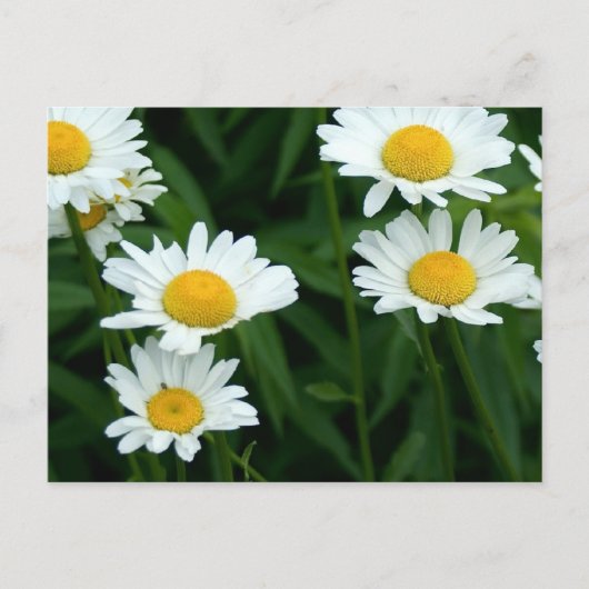 Daisies Briefkaart (Voorkant)