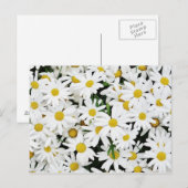 Daisies Briefkaart (Voorkant / Achterkant)
