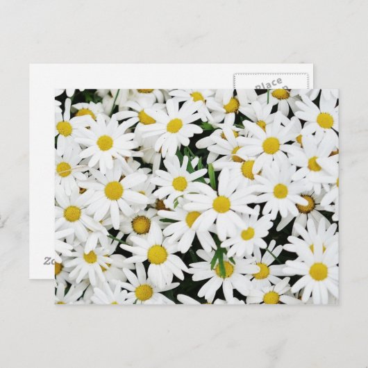 Daisies Briefkaart (Voorkant / Achterkant)