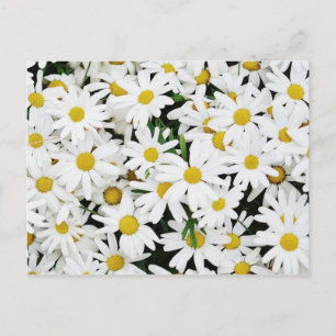 Daisies Briefkaart